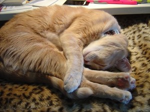 yoga_animal_sleep_14159_l